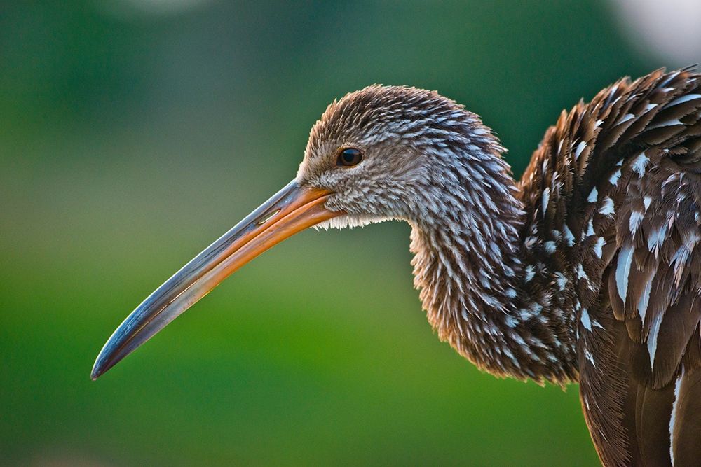 Florida-Sarasota-Celery Fields-Limpkin-on Boardwalk Railing